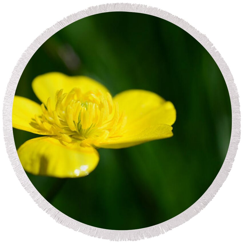 Beauty Round Beach Towel featuring the photograph Buttercup In The Meadow by Hannes Cmarits