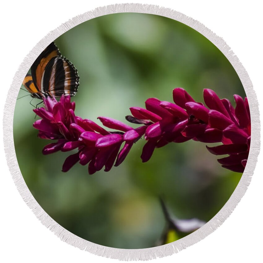 Butterfly Round Beach Towel featuring the photograph Butterfly at the end of a red flower by Sven Brogren