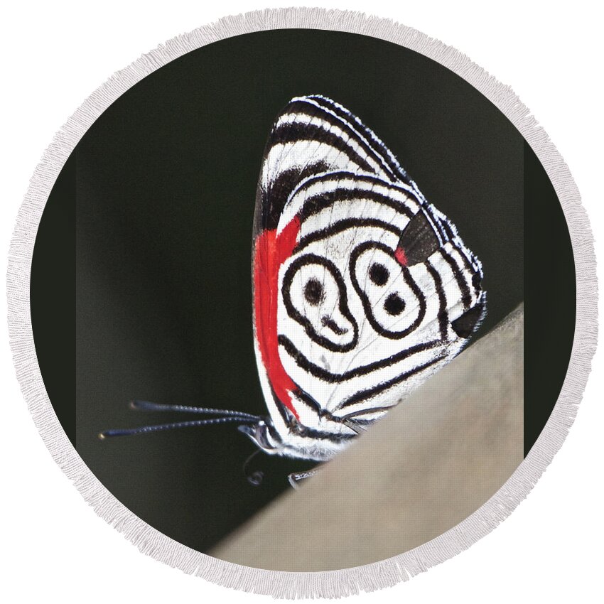 Butterfly Round Beach Towel featuring the photograph Butterfly Diaethria Euclides Phlogea by Venetia Featherstone-Witty