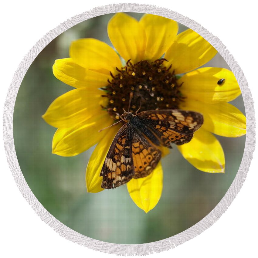 Insects Round Beach Towel featuring the photograph Butterfly on a flower by Jeff Swan