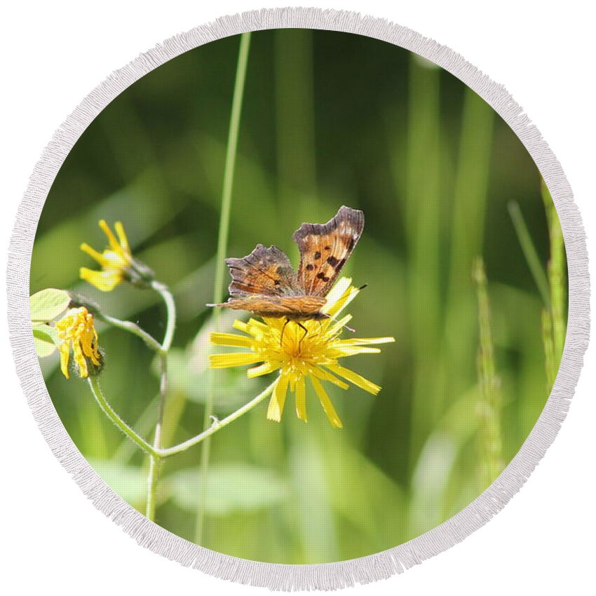 Butterfly Round Beach Towel featuring the photograph Butterfly on Wildflower by Leone Lund