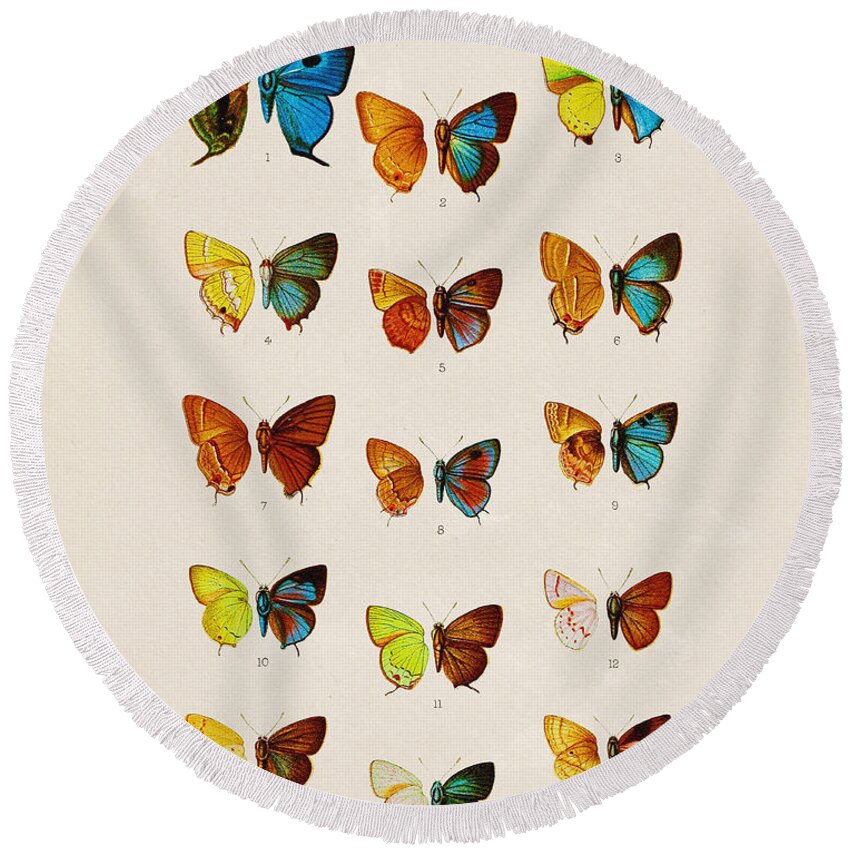 Designs Similar to Butterfly Plate