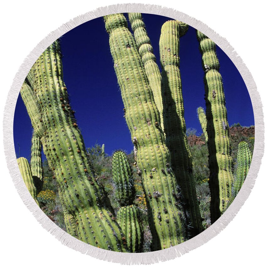 Blue Round Beach Towel featuring the photograph Cacti, Az Usa by Peter Essick
