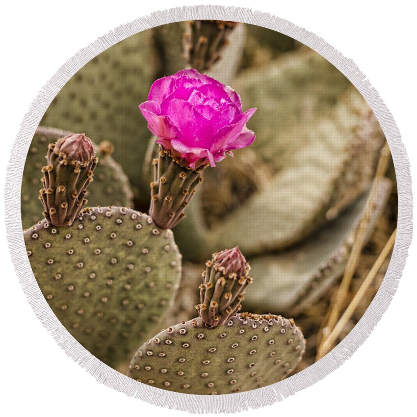 Cactus Round Beach Towel featuring the photograph Cactus Flowers by Heather Applegate
