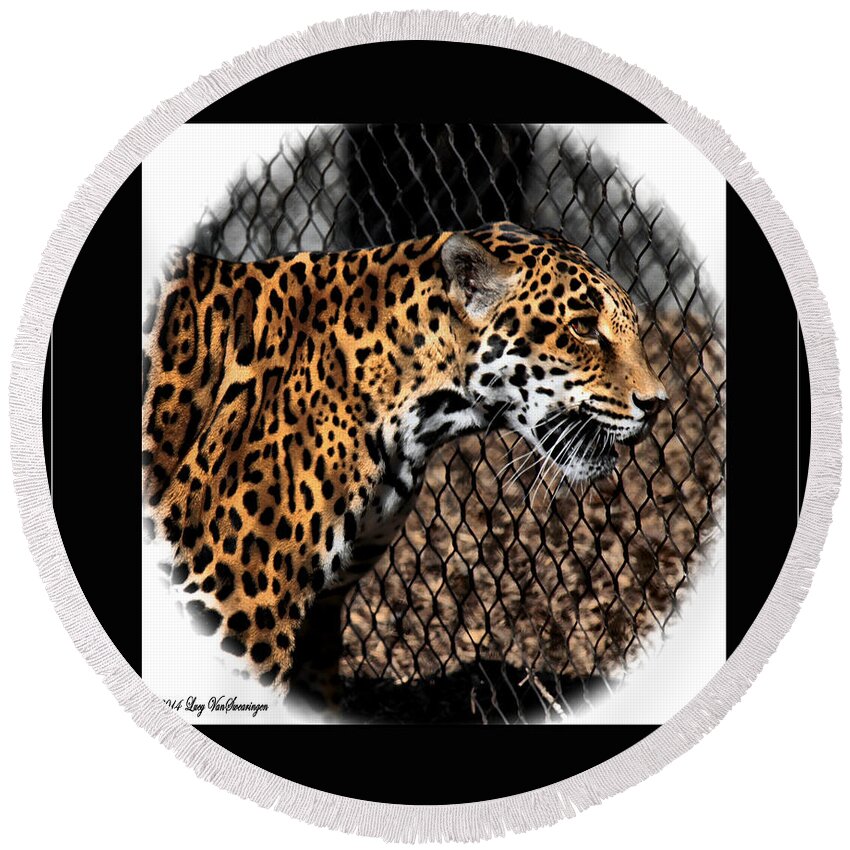 Jaguar Round Beach Towel featuring the photograph Caged Jaguar by Lucy VanSwearingen