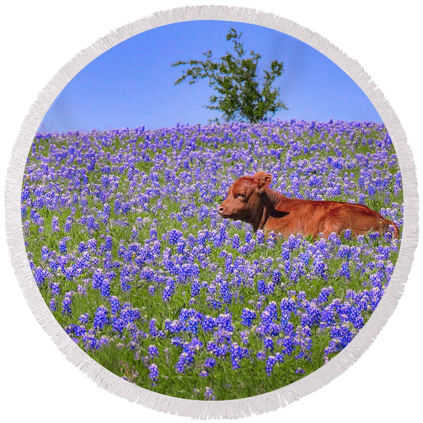 Texas Bluebonnets Round Beach Towel featuring the photograph Calf Nestled in Bluebonnets - Texas Wildflowers Landscape Cow by Jon Holiday