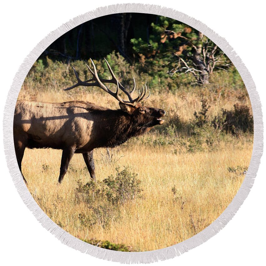 America Round Beach Towel featuring the photograph Call of the Wild Elk by Karen Lee Ensley