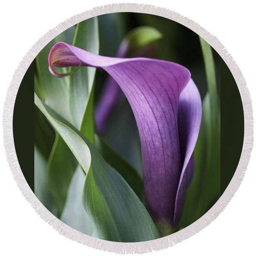 Lily Round Beach Towel featuring the photograph Calla Lily in Purple Ombre by Rona Black