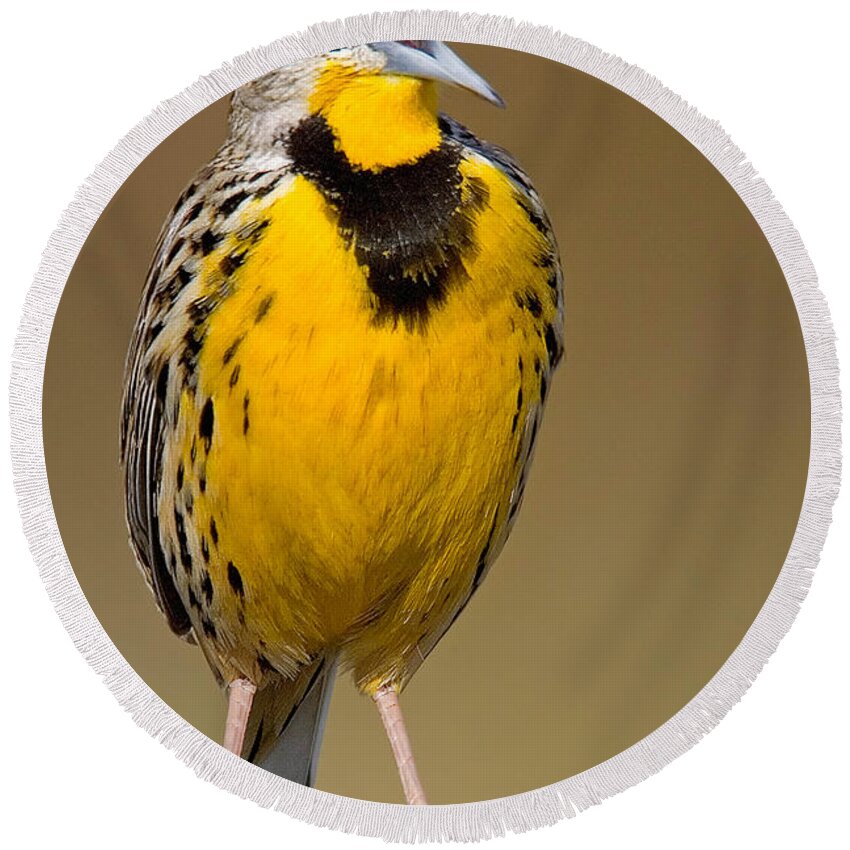 Eastern Meadowlark Round Beach Towel featuring the photograph Calling Eastern Meadowlark by Jerry Fornarotto