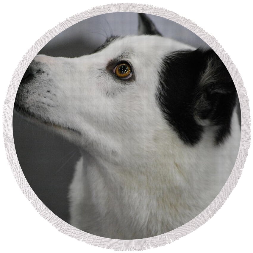 Canaan Dog Round Beach Towel featuring the photograph Canaan Dog by DejaVu Designs