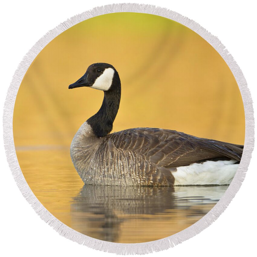 Goose Round Beach Towel featuring the photograph Canada goose at sunrise by Bryan Keil