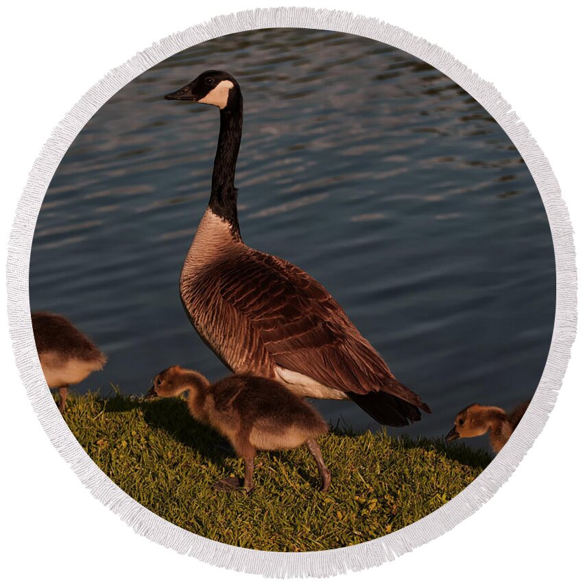Canadian Goose Round Beach Towel featuring the photograph Canadian Goose And Gosling by Flees Photos