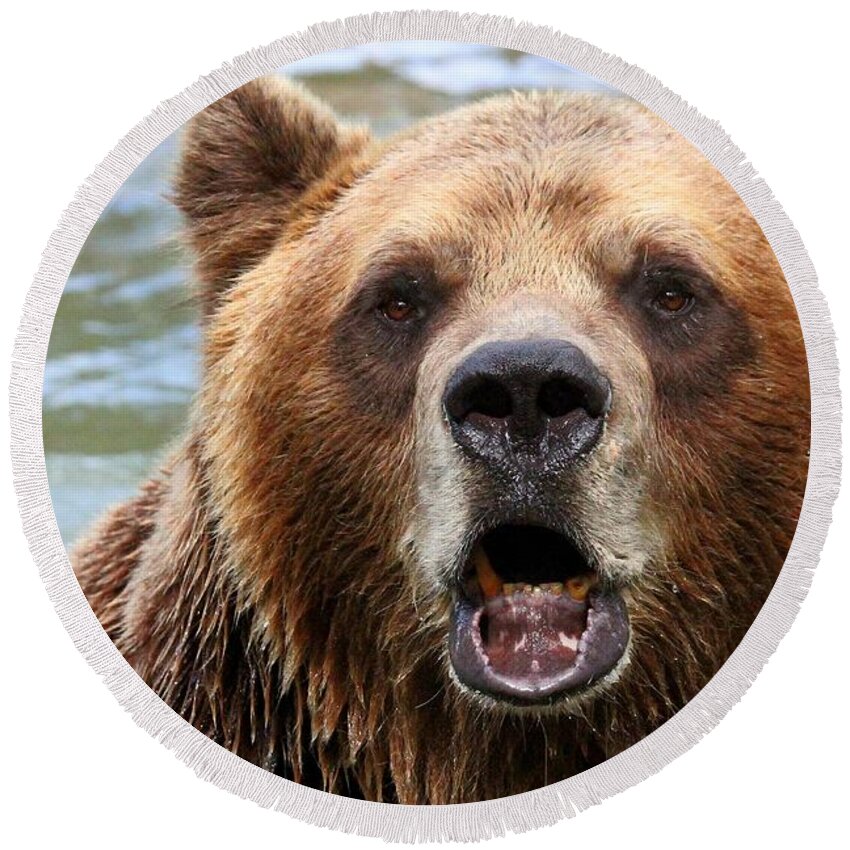 Animal Round Beach Towel featuring the photograph Canadian Grizzly by Davandra Cribbie