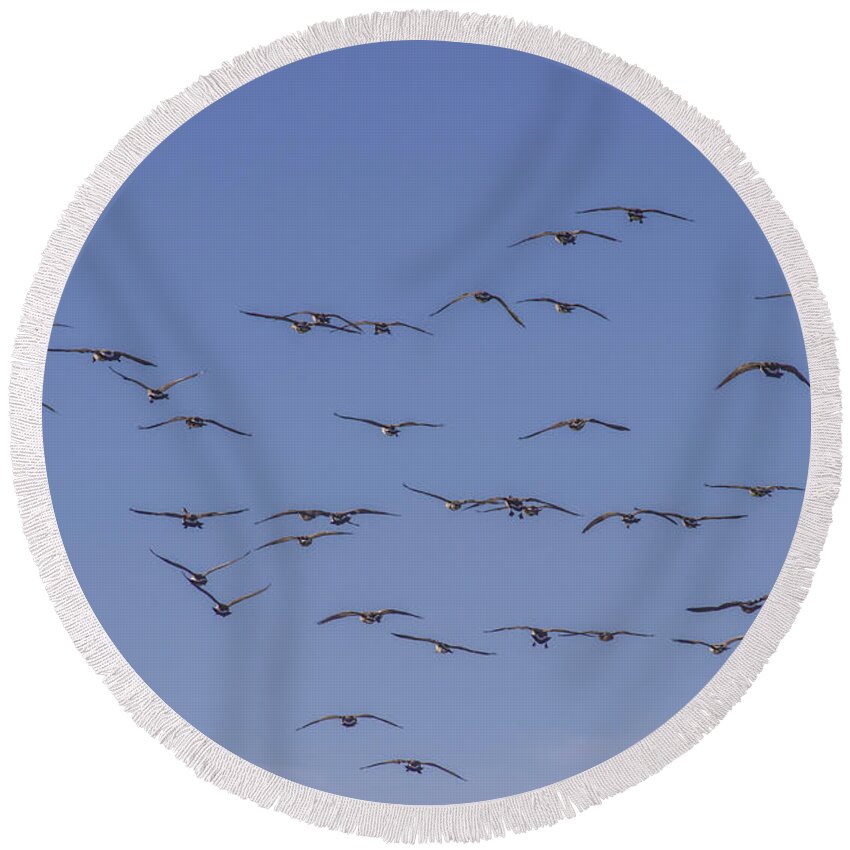 Goose Round Beach Towel featuring the photograph Candian geese by Becca Buecher
