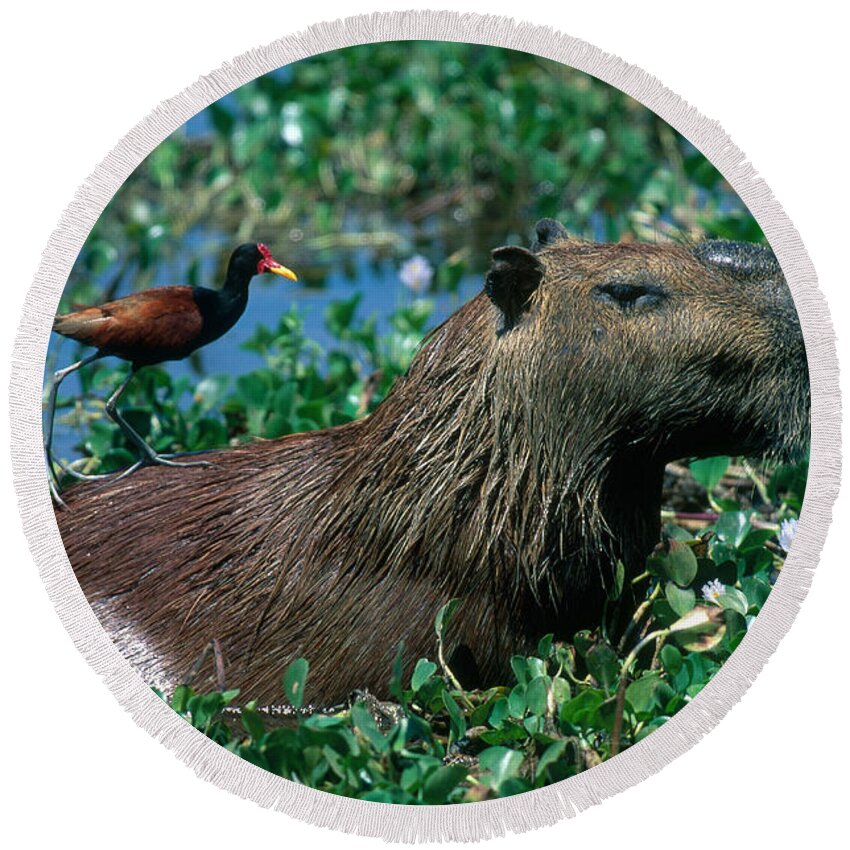 Capybara Round Beach Towel featuring the photograph Capybara and Jacana by Francois Gohier