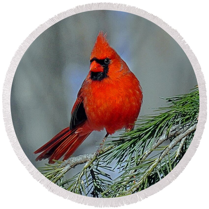 Bird Round Beach Towel featuring the photograph Cardinal in an Evergreen by Rodney Campbell
