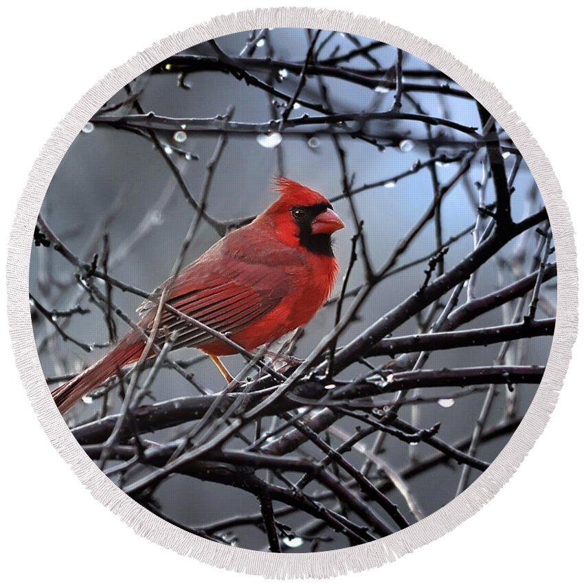 Nature Round Beach Towel featuring the photograph Cardinal in the Rain  by Nava Thompson