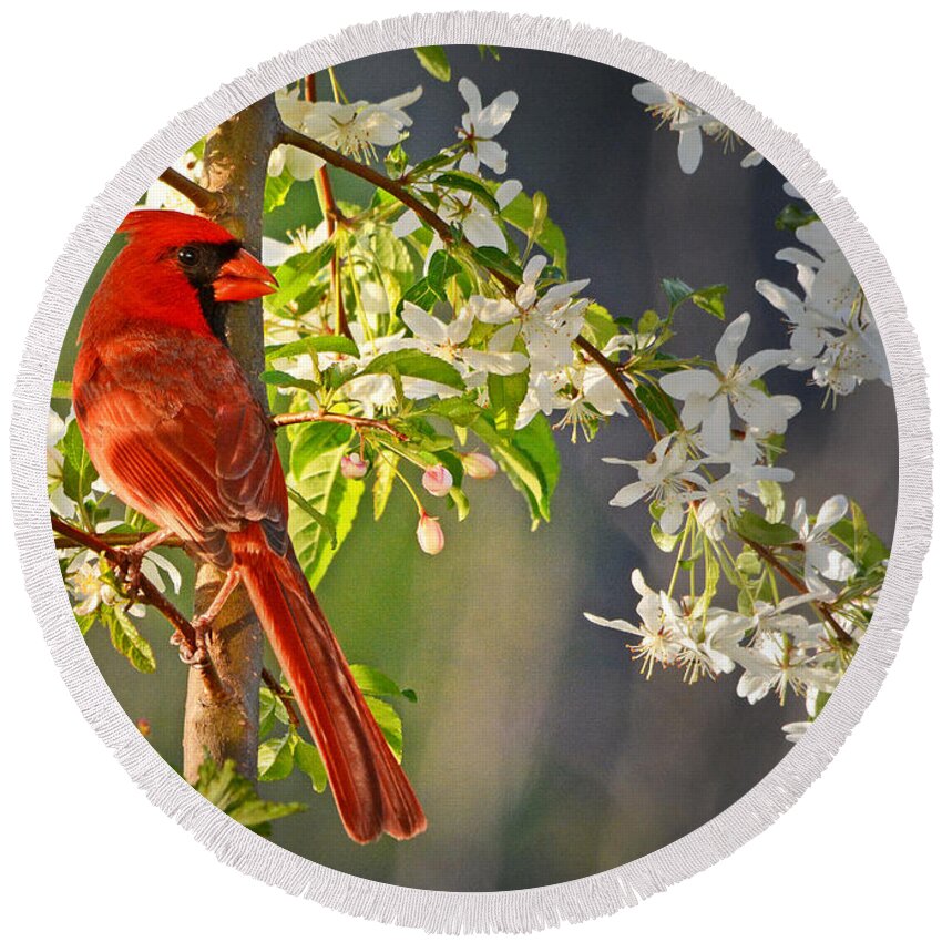 Nature Round Beach Towel featuring the photograph Cardinal in the Springtime by Nava Thompson