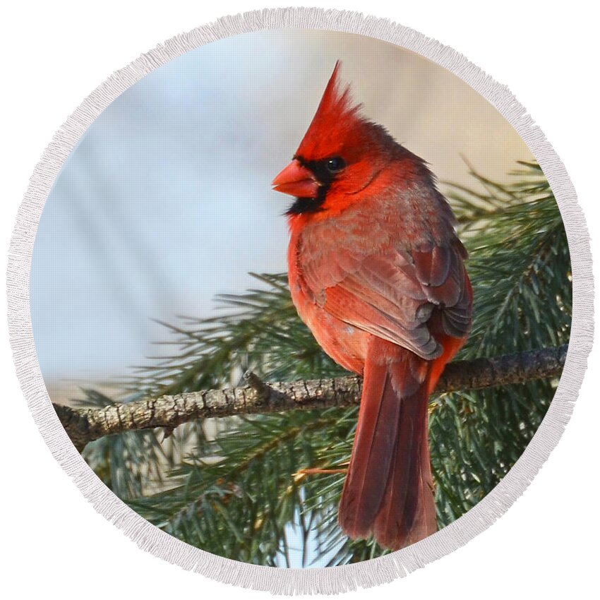 Bird Round Beach Towel featuring the photograph Cardinal in Winter by Rodney Campbell