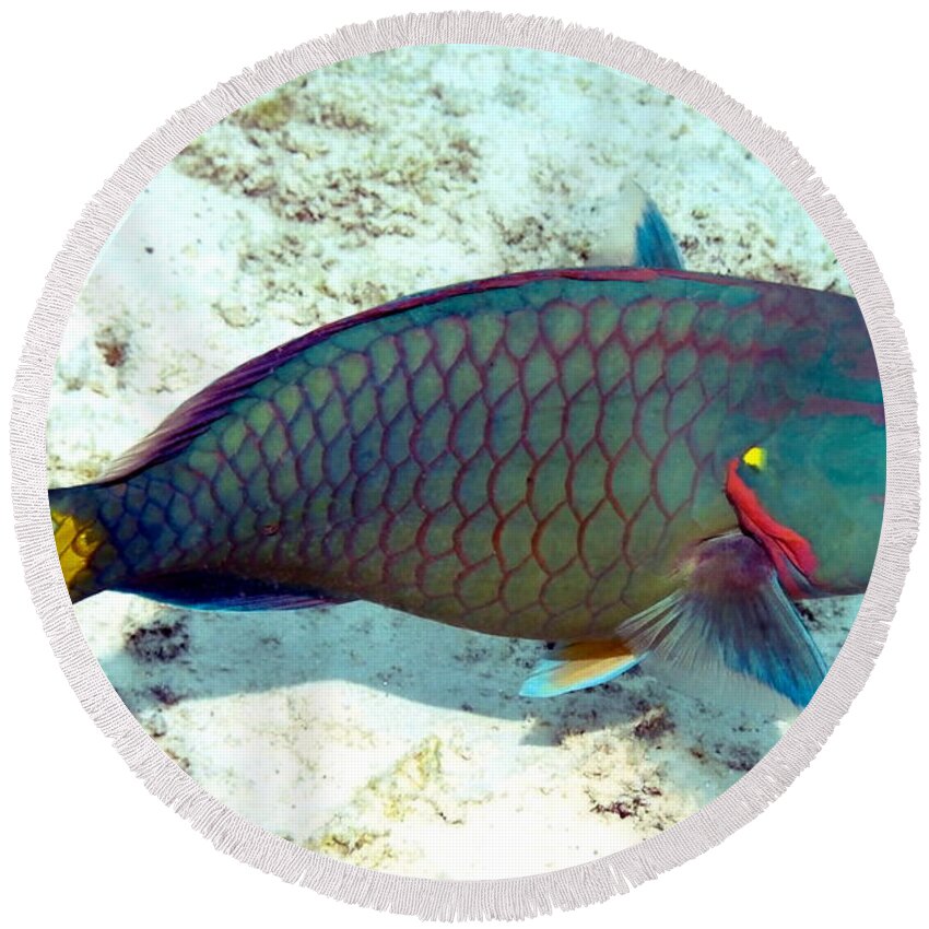 Nature Round Beach Towel featuring the photograph Caribbean Stoplight Parrot Fish in Rainbow Colors by Amy McDaniel