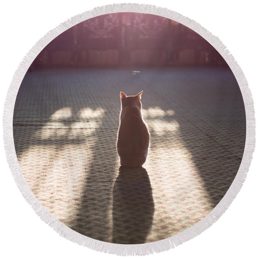 Cat Round Beach Towel featuring the photograph Cat sitting near window by Matteo Colombo