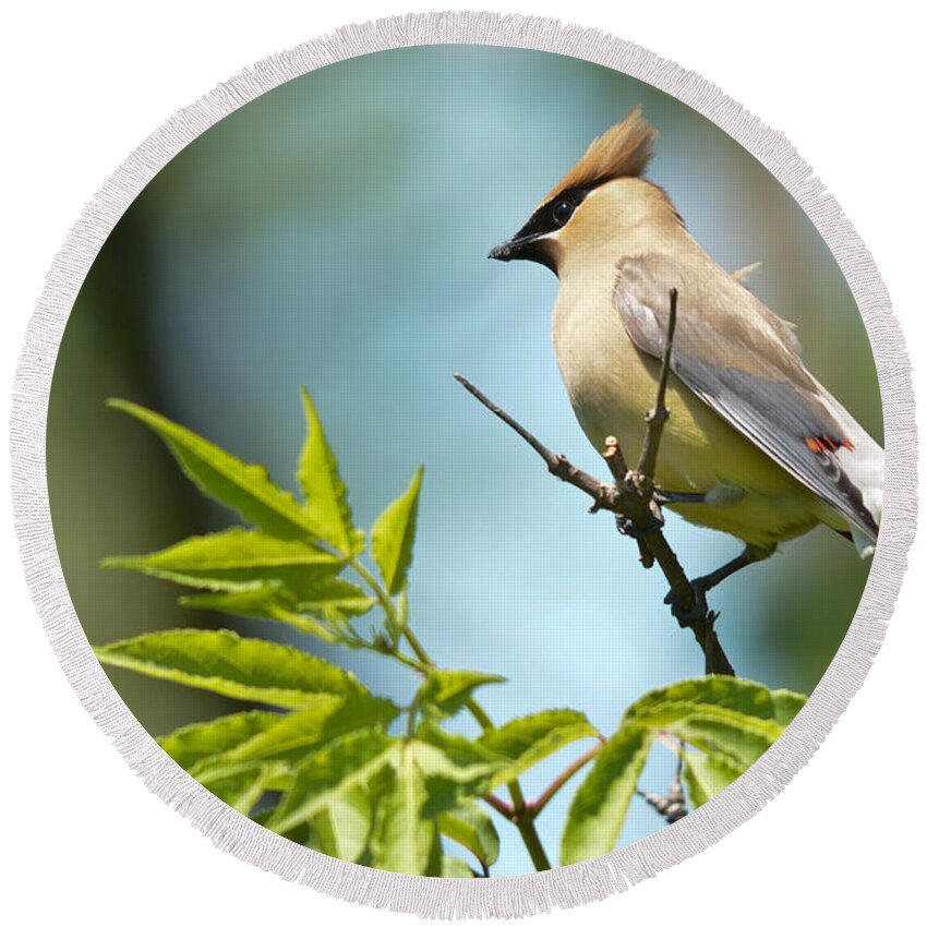 Cedar Waxwing Round Beach Towel featuring the photograph Catching the wind by Cheryl Baxter