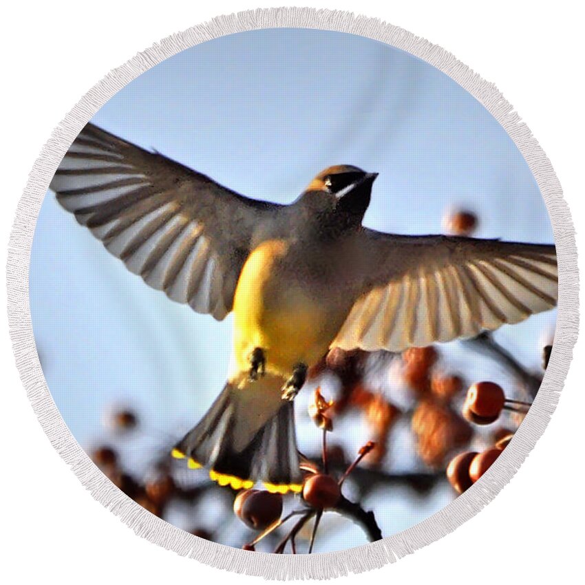 Nature Round Beach Towel featuring the photograph Cedar Waxwing Flight by Nava Thompson