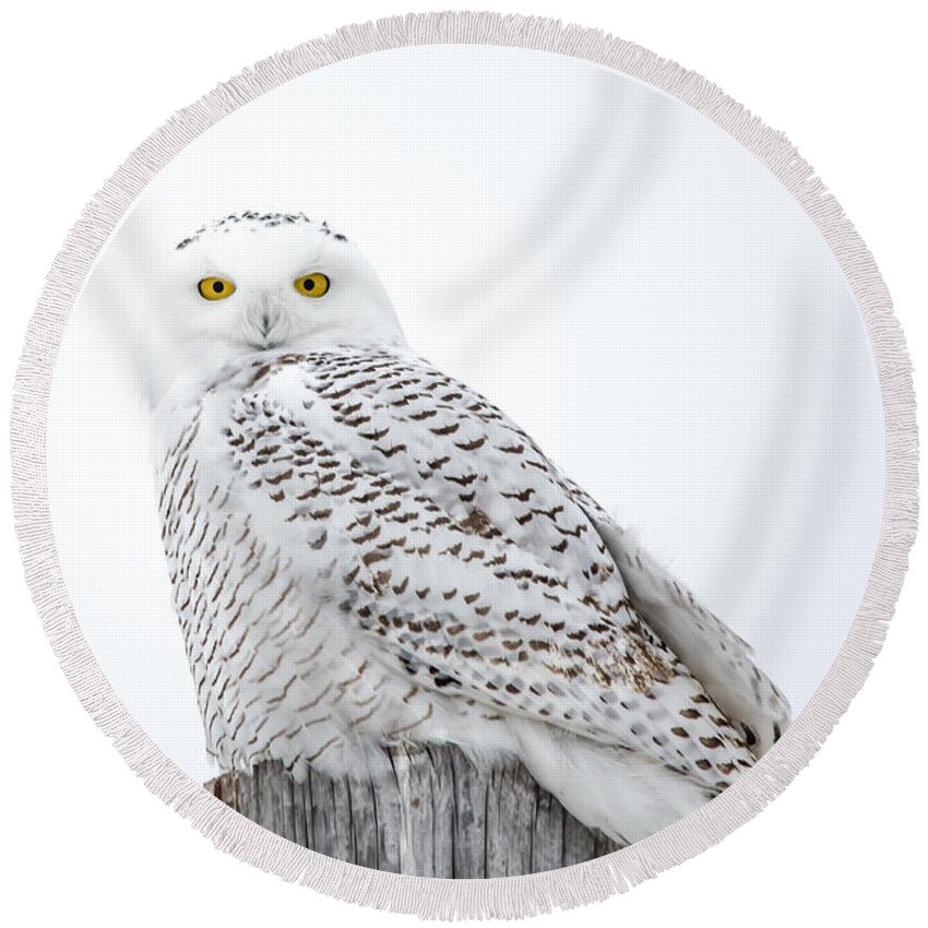 Field Round Beach Towel featuring the photograph Centered Snowy Owl by Cheryl Baxter