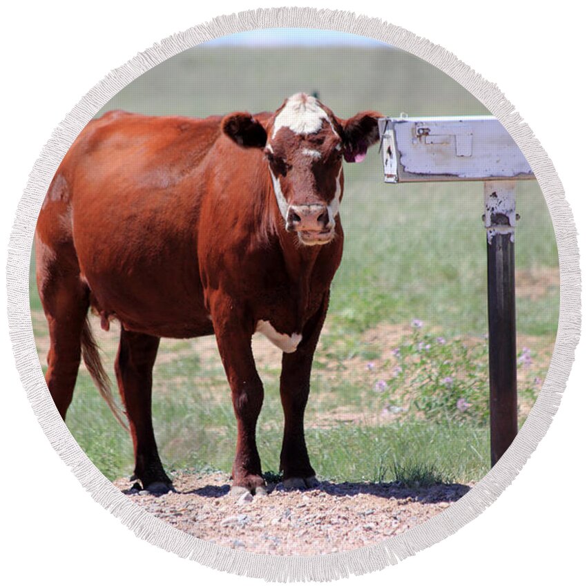 Cow Round Beach Towel featuring the photograph Checking The Mail by Shane Bechler