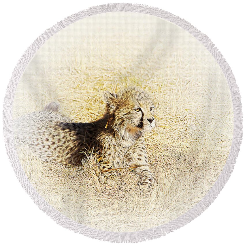 Africa Round Beach Towel featuring the photograph Cheetah Cub V6 by Douglas Barnard