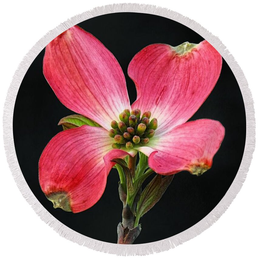 Red Round Beach Towel featuring the photograph Cherokee Chief Dogwood Bloom by Sharon Woerner