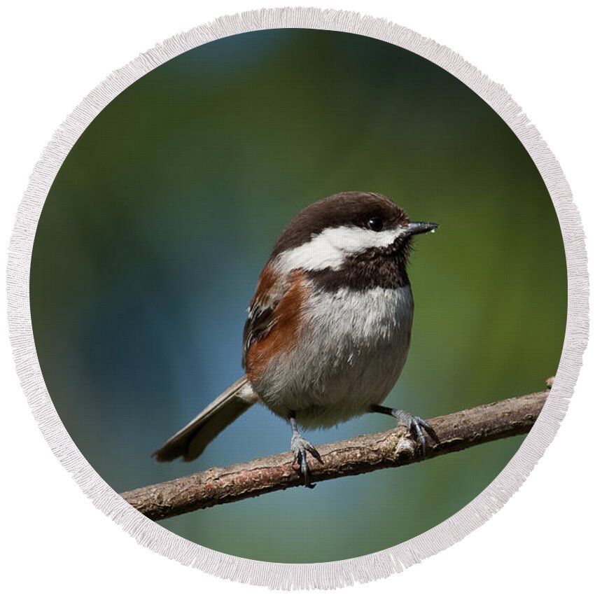 Animal Round Beach Towel featuring the photograph Chestnut Backed Chickadee Perched on a Branch by Jeff Goulden