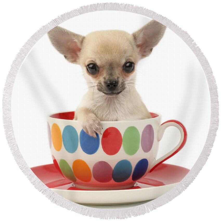 Chihuahua Round Beach Towel featuring the digital art Chihuahua in Cup DP684 by MGL Meiklejohn Graphics Licensing