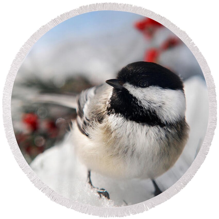 Chickadee Round Beach Towel featuring the photograph Chilly Chickadee by Christina Rollo