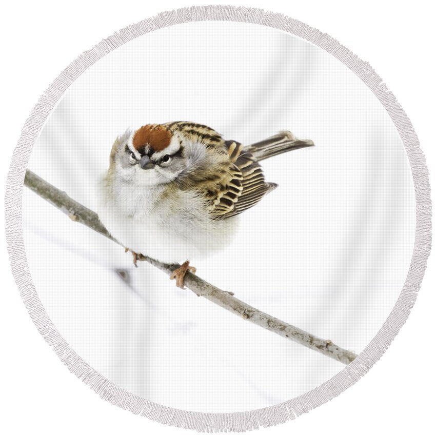 Chipping Sparrow Round Beach Towel featuring the photograph Chip by Jan Killian
