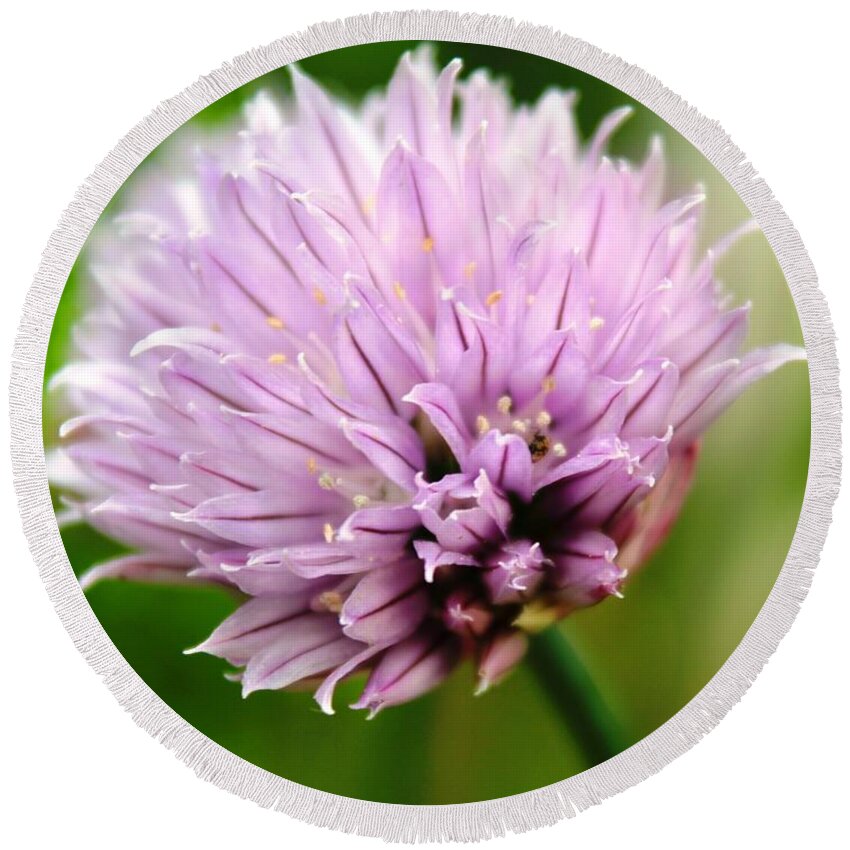 Chives Round Beach Towel featuring the photograph Chive Flower by Judy Palkimas