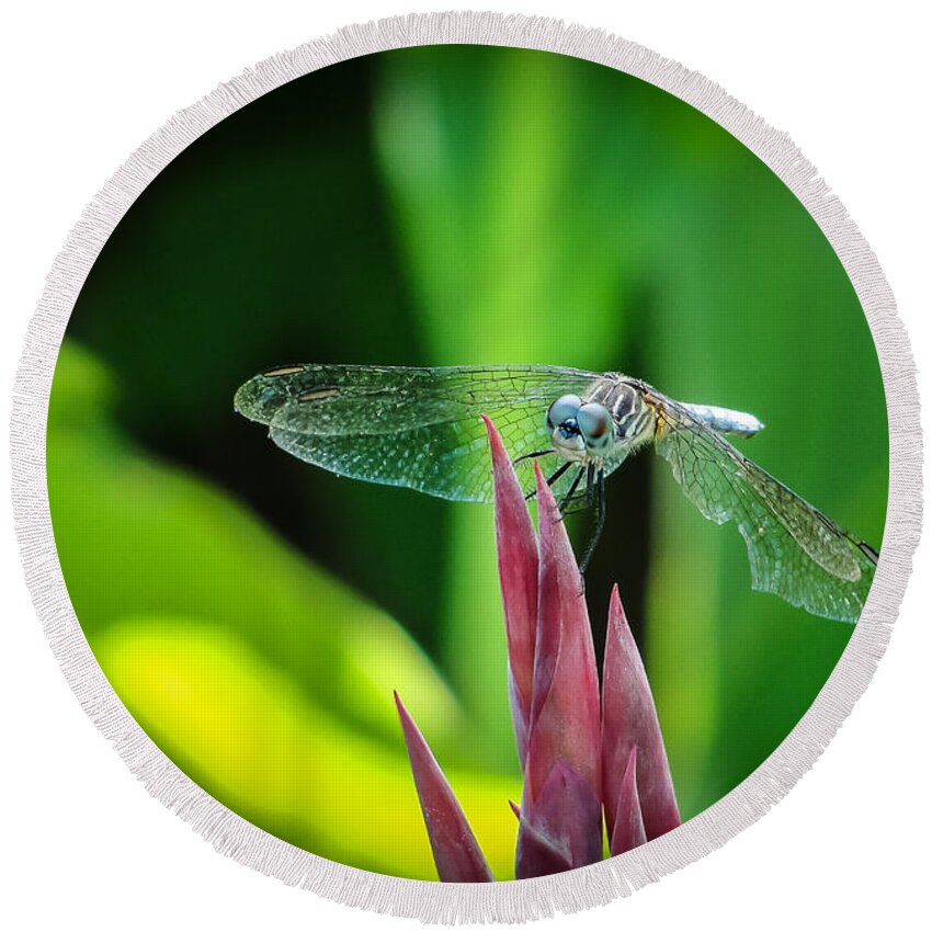 Dragonfly Round Beach Towel featuring the photograph Chomped Wing by TK Goforth