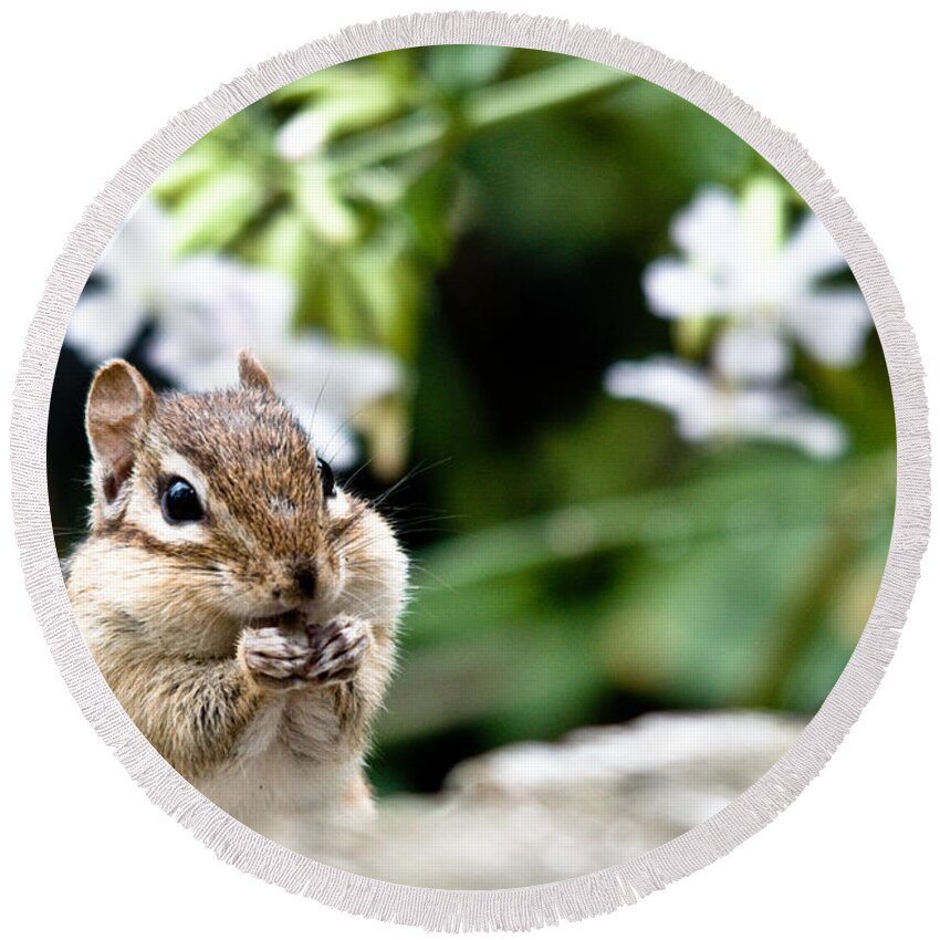 Chipmunk Round Beach Towel featuring the photograph Chubby Cheeks by Cheryl Baxter