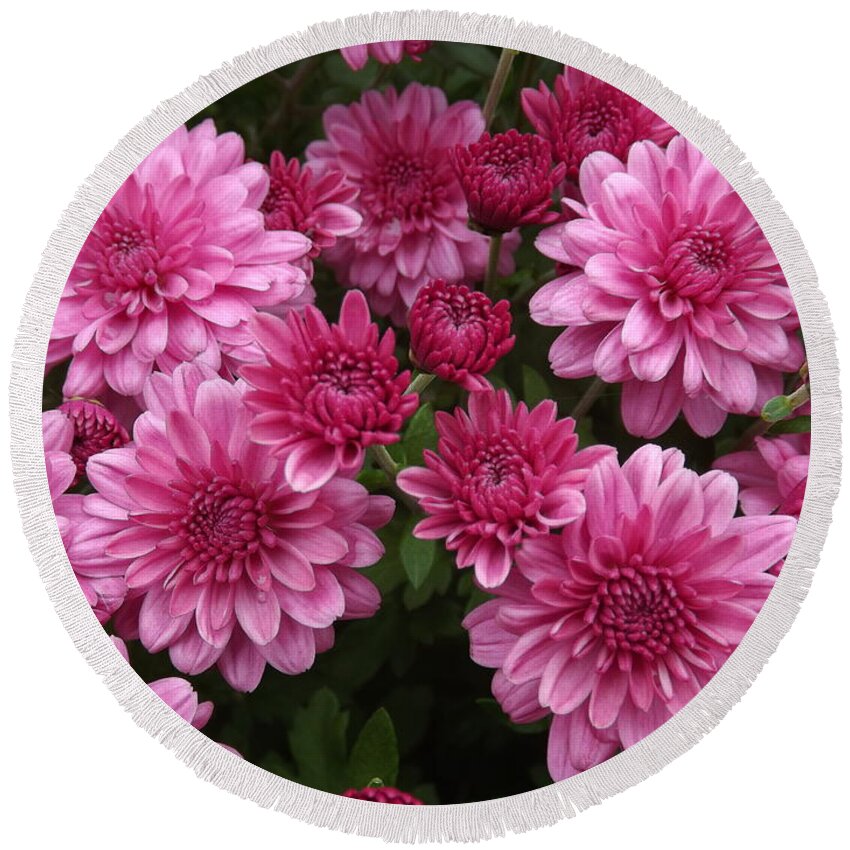 Floral. Macro Round Beach Towel featuring the photograph Circle of Mums by Lingfai Leung
