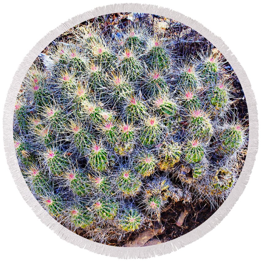 Claret Cup Cactus Round Beach Towel featuring the photograph Claret Cup Cactus by Gary Richards