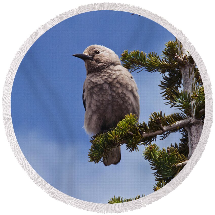 Animal Round Beach Towel featuring the photograph Clark's Nutcracker in a Fir Tree by Jeff Goulden