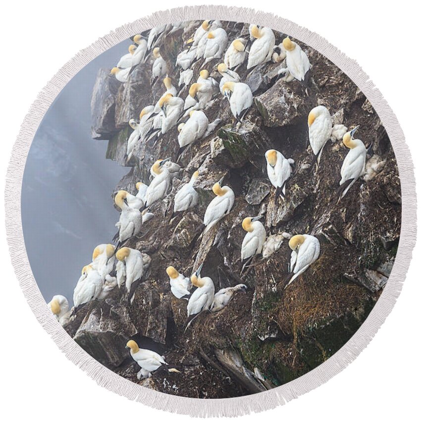 Northern Gannet Round Beach Towel featuring the photograph Close-up Norther Gannet Colony by Perla Copernik