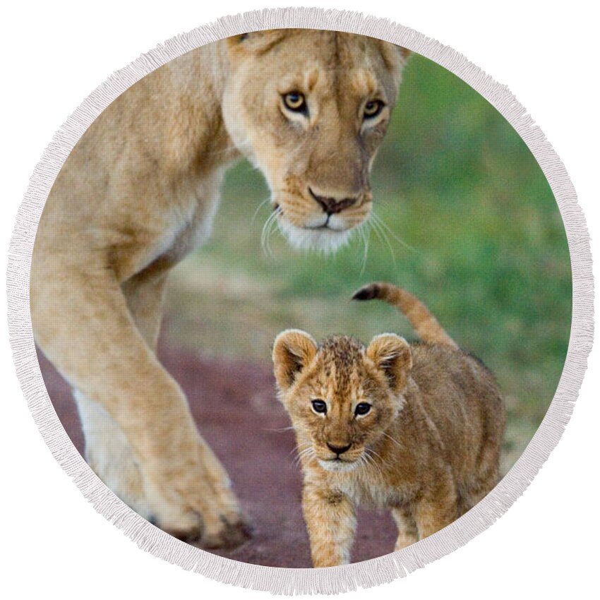 Photography Round Beach Towel featuring the photograph Close-up Of A Lioness And Her Cub by Panoramic Images