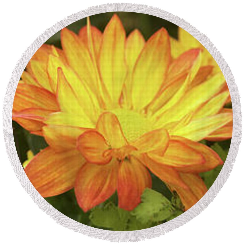 Photography Round Beach Towel featuring the photograph Close-up Of Fall Flowers by Panoramic Images