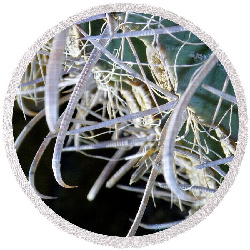 Arizona Round Beach Towel featuring the photograph Close-up of Fish-hook Barrel Cactus in Silver by Tamara Kulish