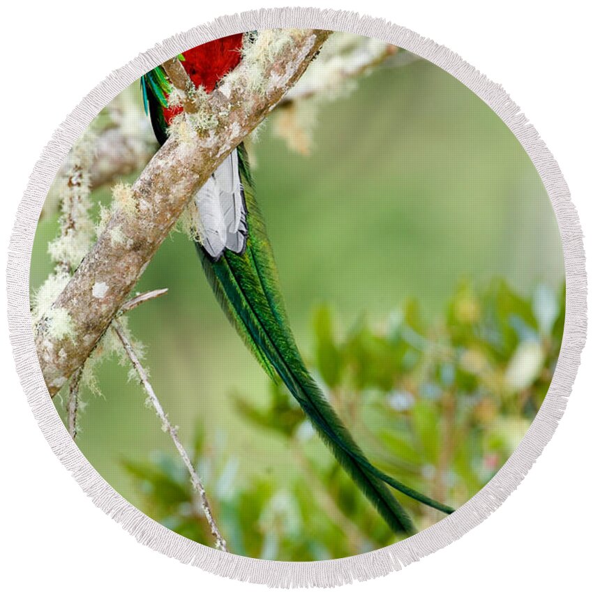 Photography Round Beach Towel featuring the photograph Close-up Of Resplendent Quetzal by Panoramic Images