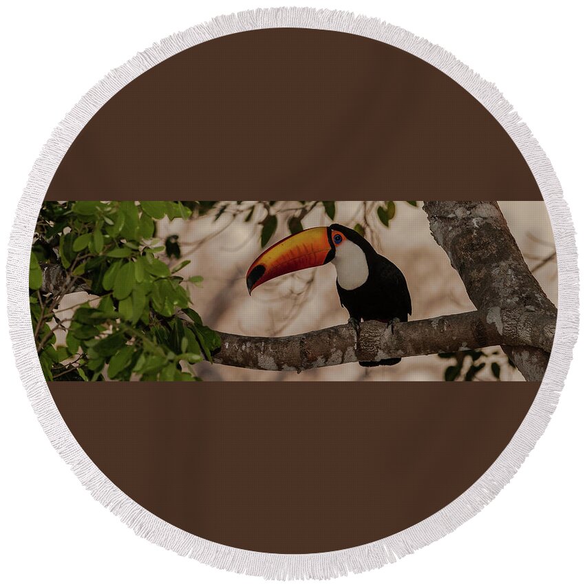 Photography Round Beach Towel featuring the photograph Close-up Of Tocu Toucan Ramphastos Toco by Panoramic Images