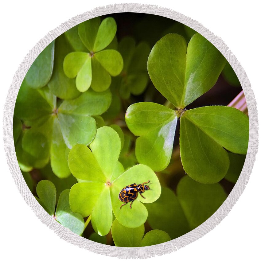 Background Round Beach Towel featuring the photograph Clover and Ladybug by THP Creative
