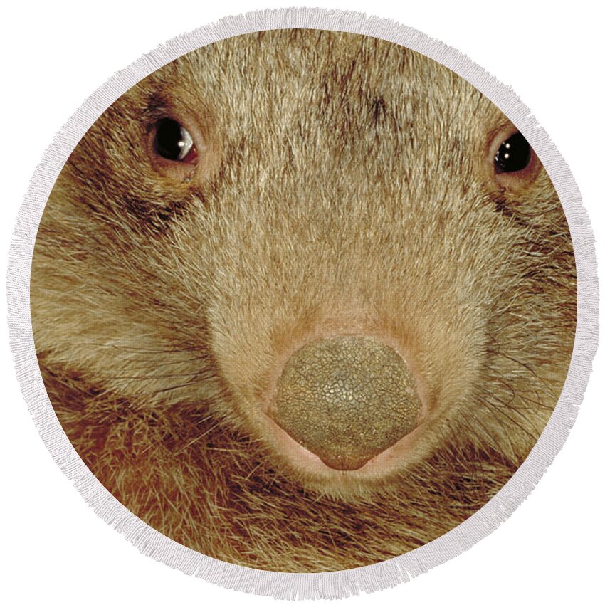 Vertical Round Beach Towel featuring the photograph Coarse Haired Wombat, Australia by Art Wolfe