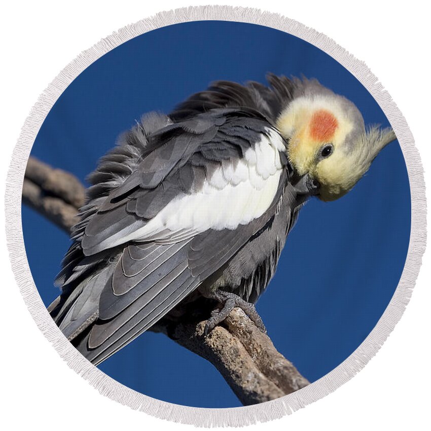 Nymphicus Hollandicus Round Beach Towel featuring the photograph Cockatiel - Canberra - Australia by Steven Ralser